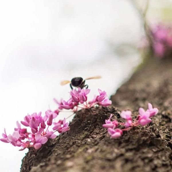 A bee hovers on a pink flower on a branch.