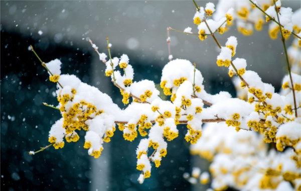 雪粘在黄花上. 