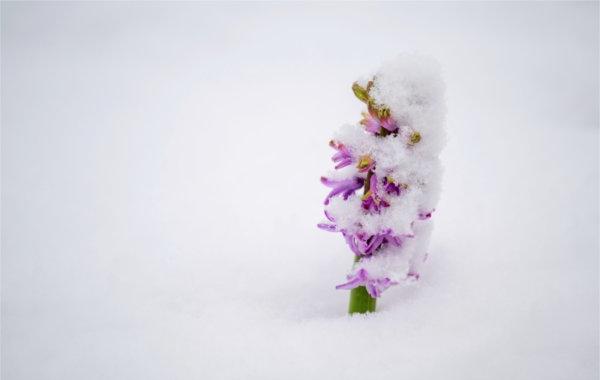  一朵紫色的花从雪中伸出来. 
